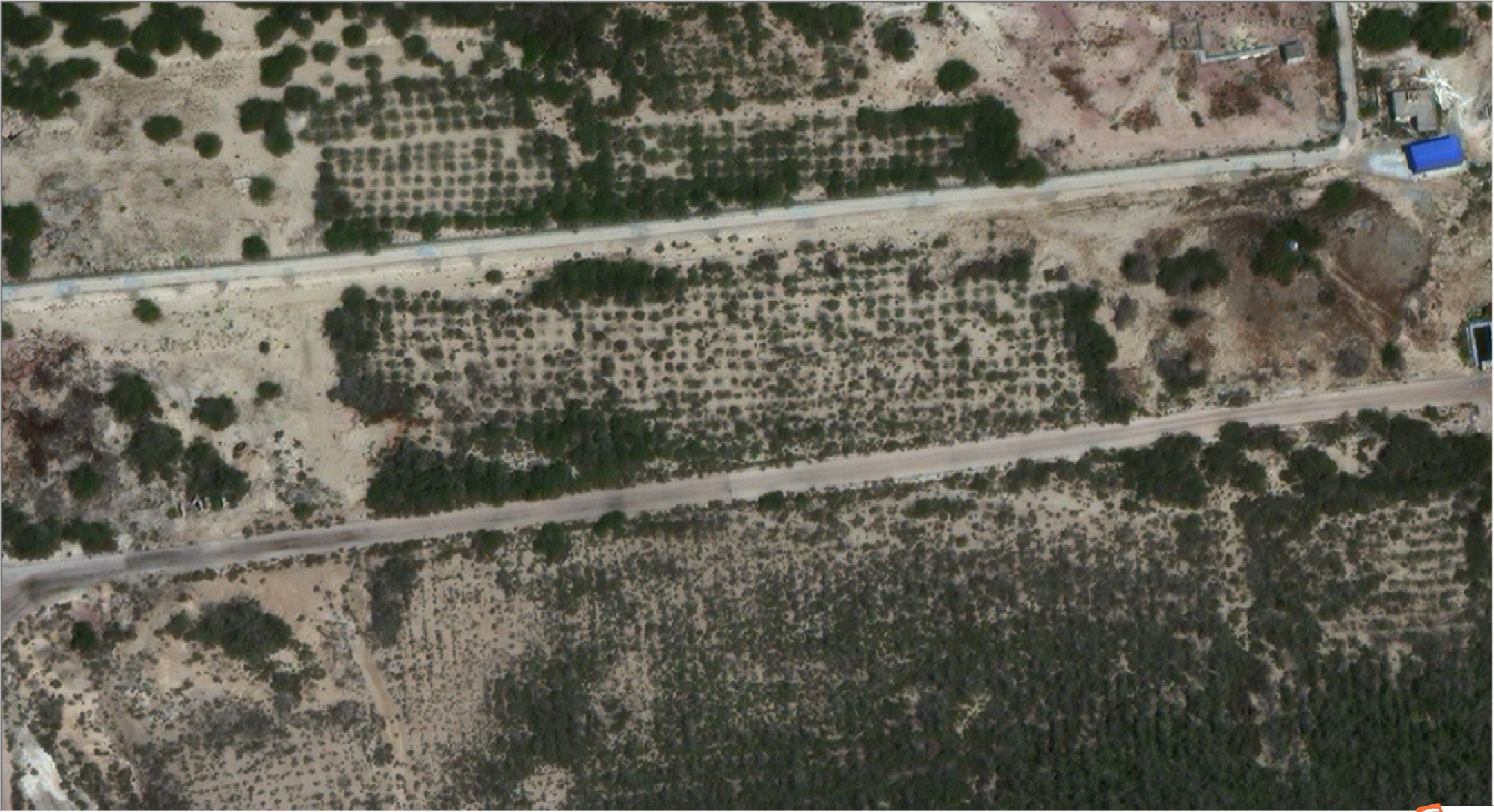 worldview3卫星影像图-阿布穆萨岛灌木丛