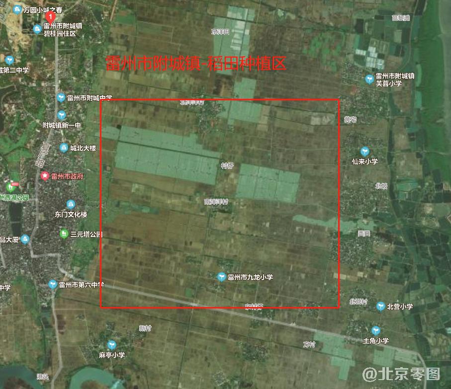 广东省雷州市附城镇水稻种植区位置