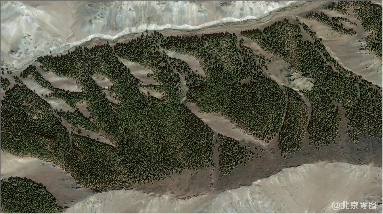 gf2-tree卫星影像图
