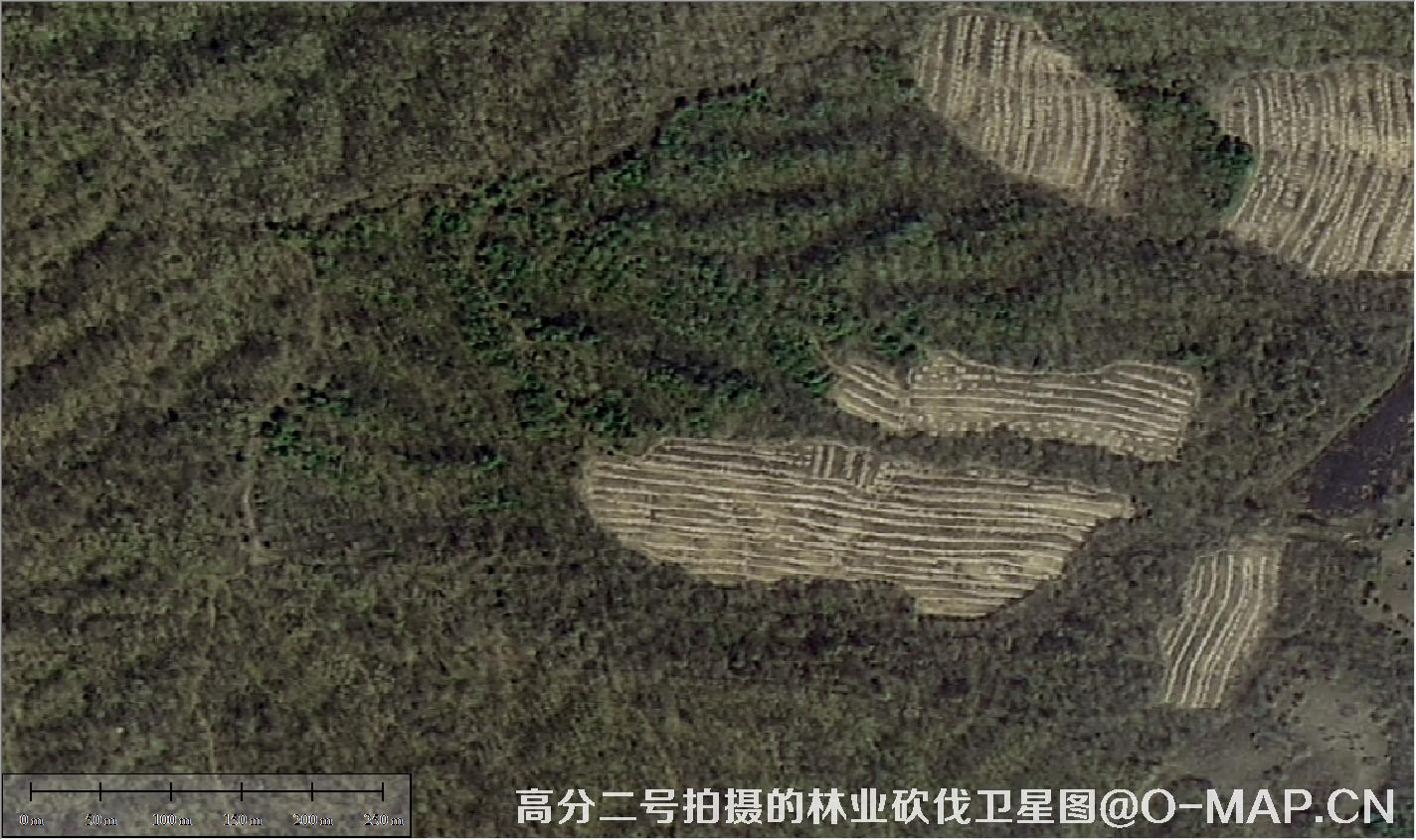 高分二号拍摄的林业砍伐卫星图