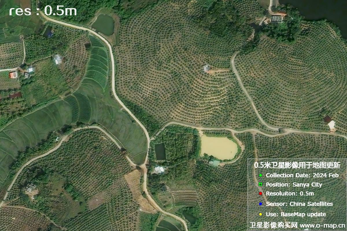 2024年海南省三亚市育才地区油茶植株高清卫星图像