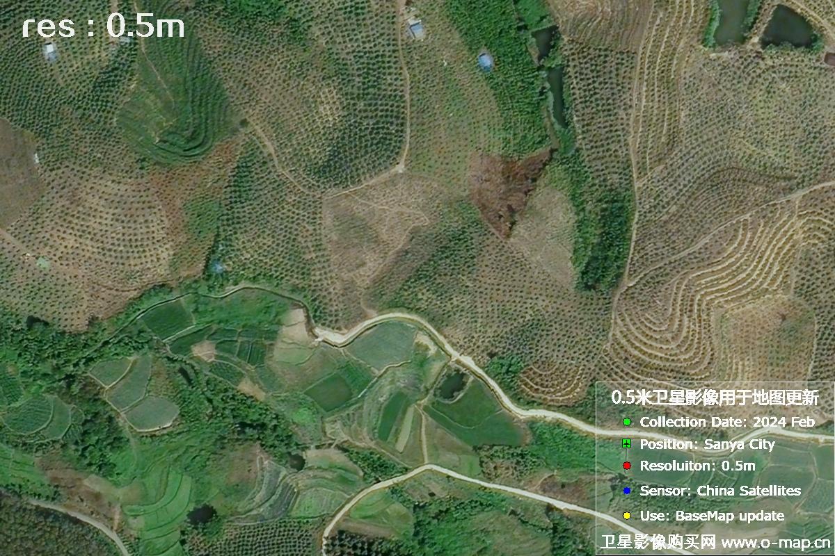 2024年海南省三亚市育才地区油茶植株高清卫星图像