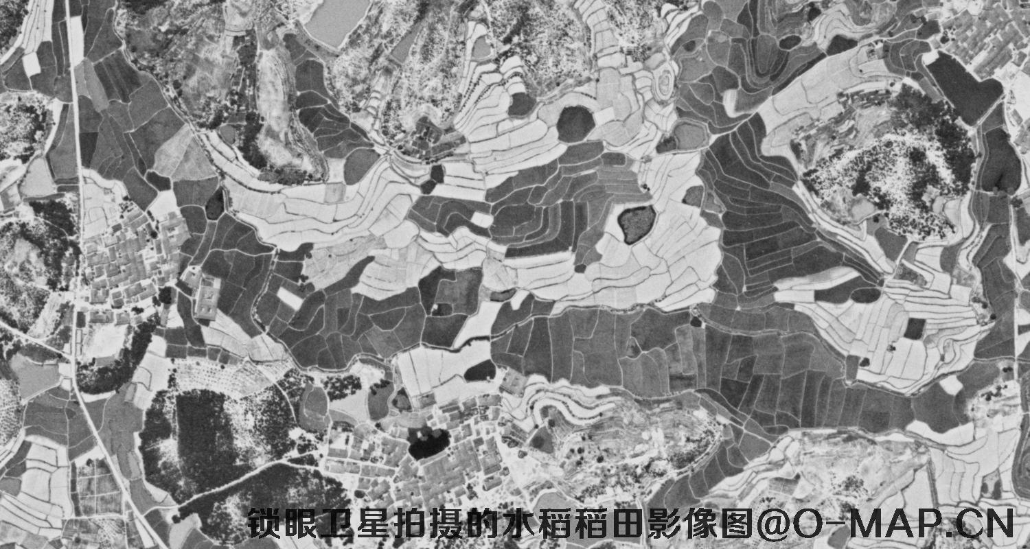 KeyHole锁眼卫星在广东地区拍摄的水稻稻田影像图