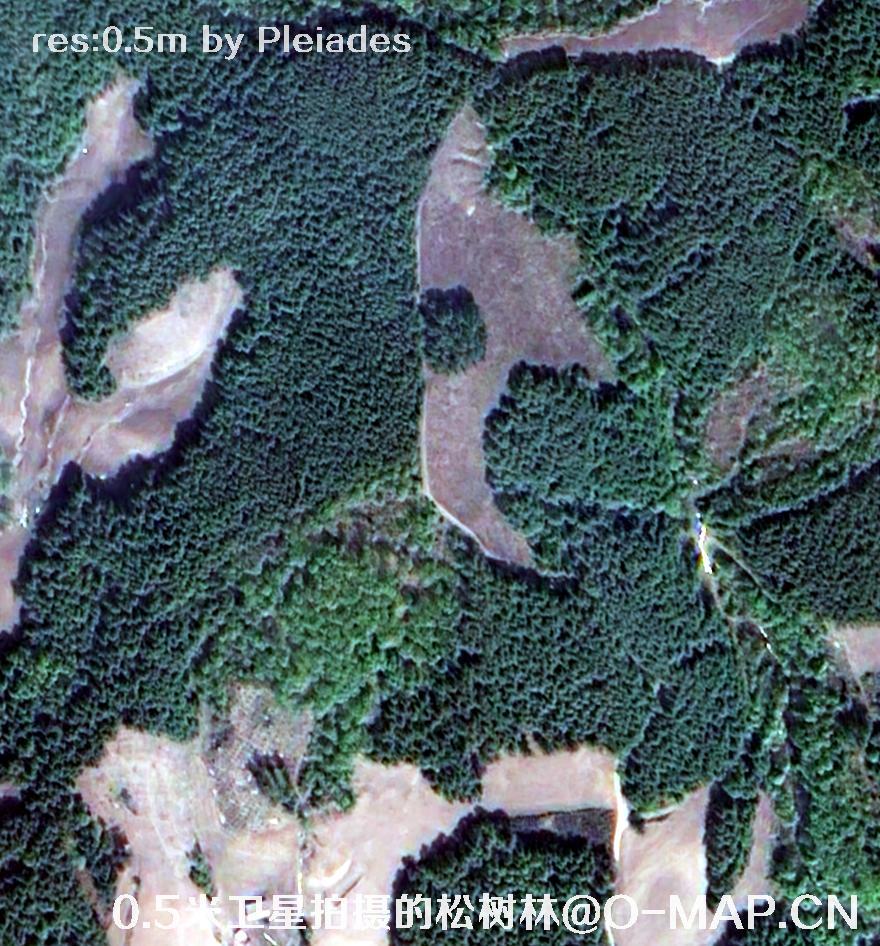 Pleiades卫星拍摄的辽宁省五月份松树林卫星图