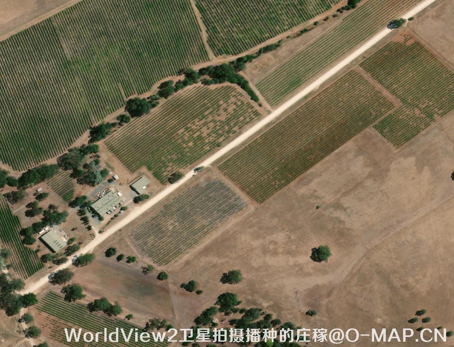 WorldView2卫星拍摄的已经播种的庄稼