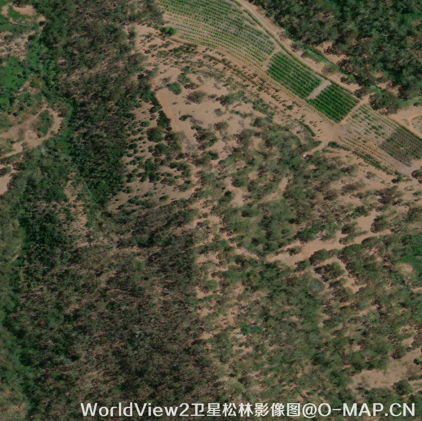 0.5米分辨率WorldView2卫星拍摄的松林