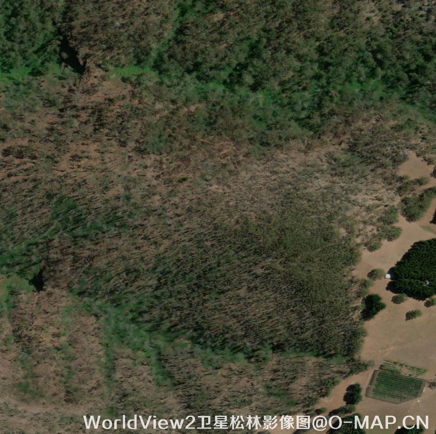 0.5米分辨率WorldView2卫星拍摄的松林