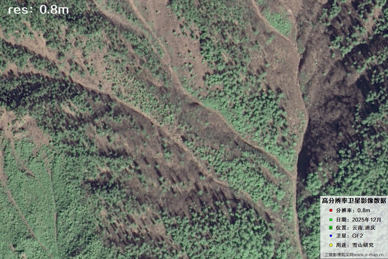 高分二号2025年拍摄的迪庆雪山里的树林