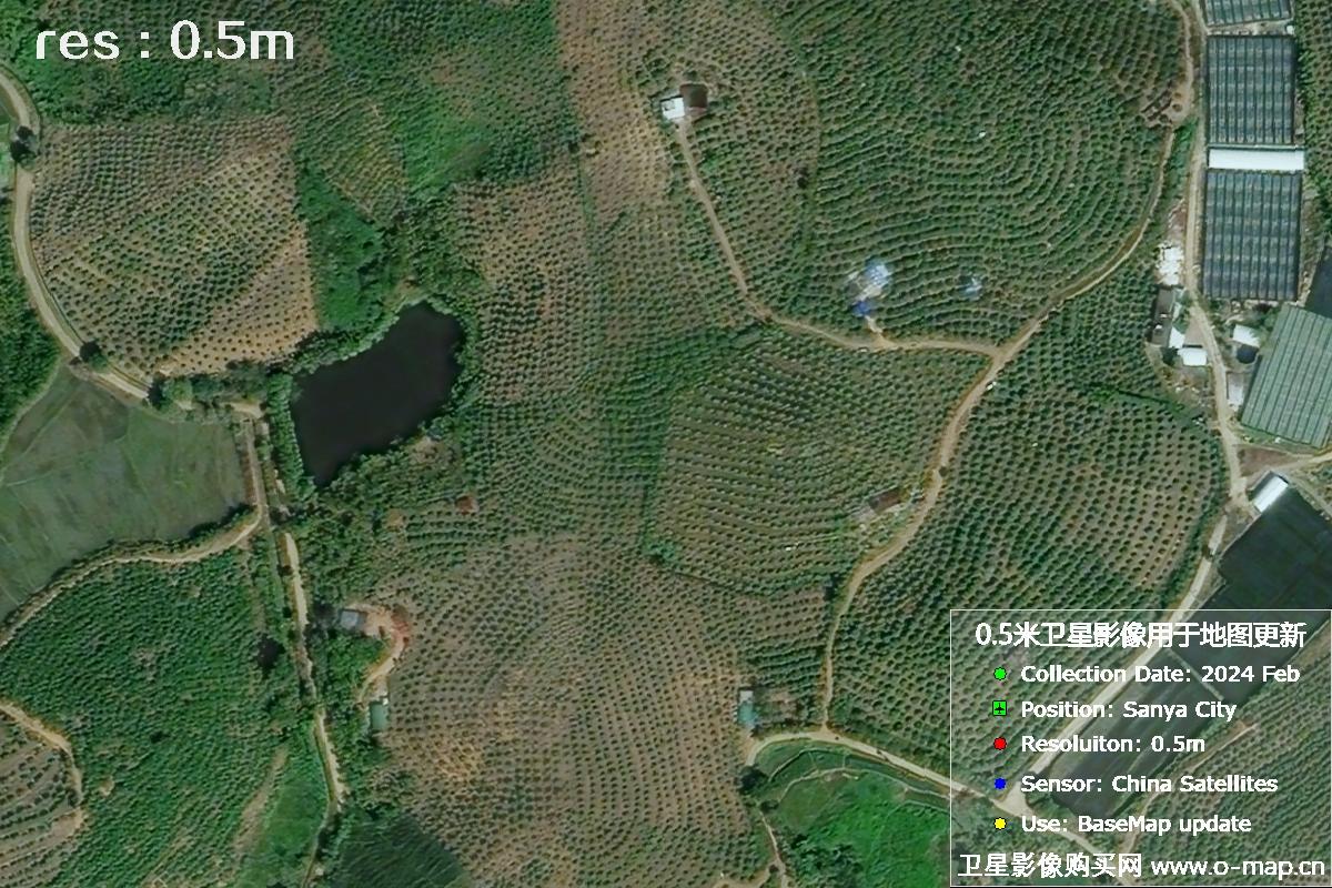 2024年海南省三亚市育才地区油茶植株高清卫星图像