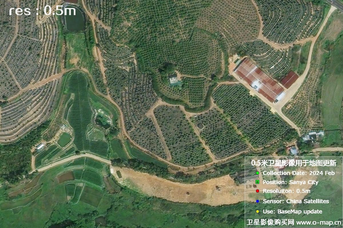 2024年海南省三亚市育才地区油茶植株高清卫星图像