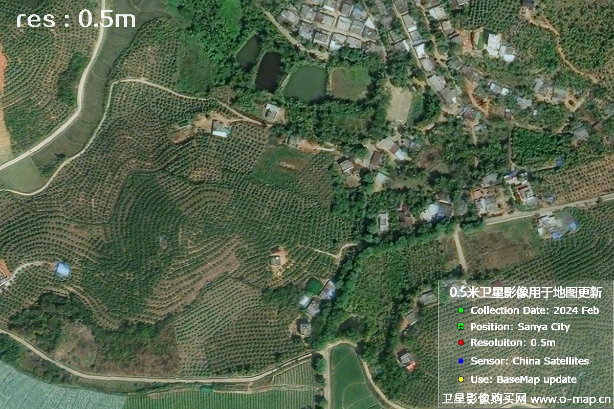 2024年海南省三亚市育才地区油茶植株高清卫星图像