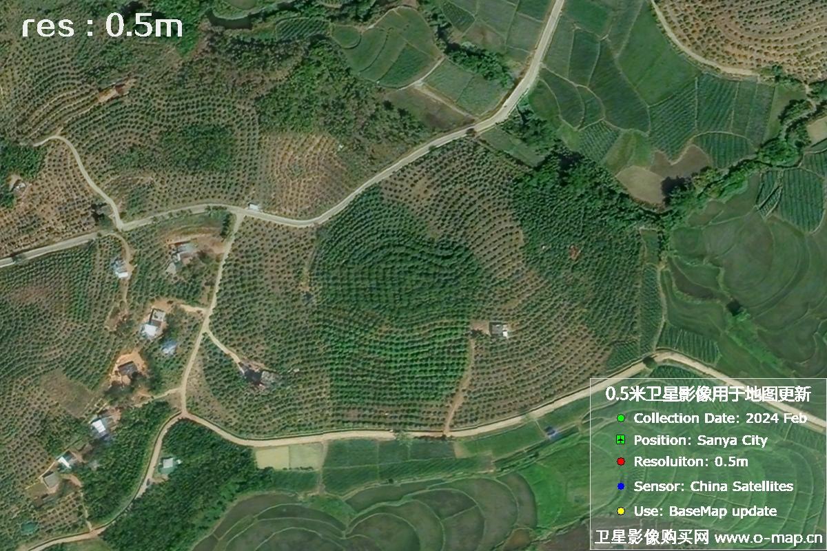 2024年海南省三亚市育才地区油茶植株高清卫星图像