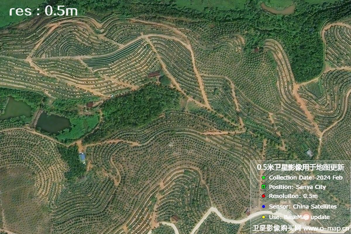 2024年海南省三亚市育才地区油茶植株高清卫星图像