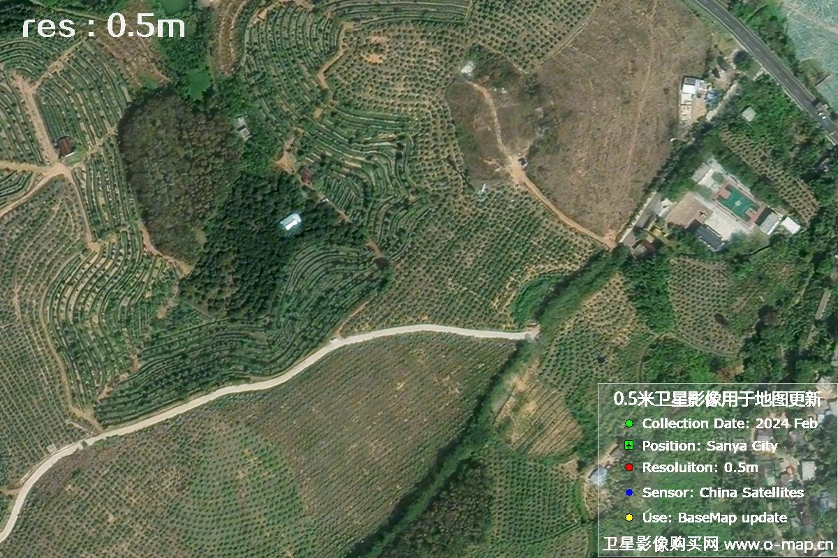 2024年海南省三亚市育才地区油茶植株高清卫星图像