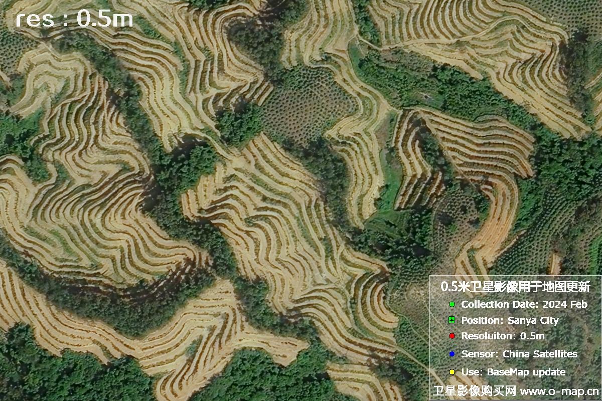 2024年海南省三亚市育才地区油茶植株高清卫星图像