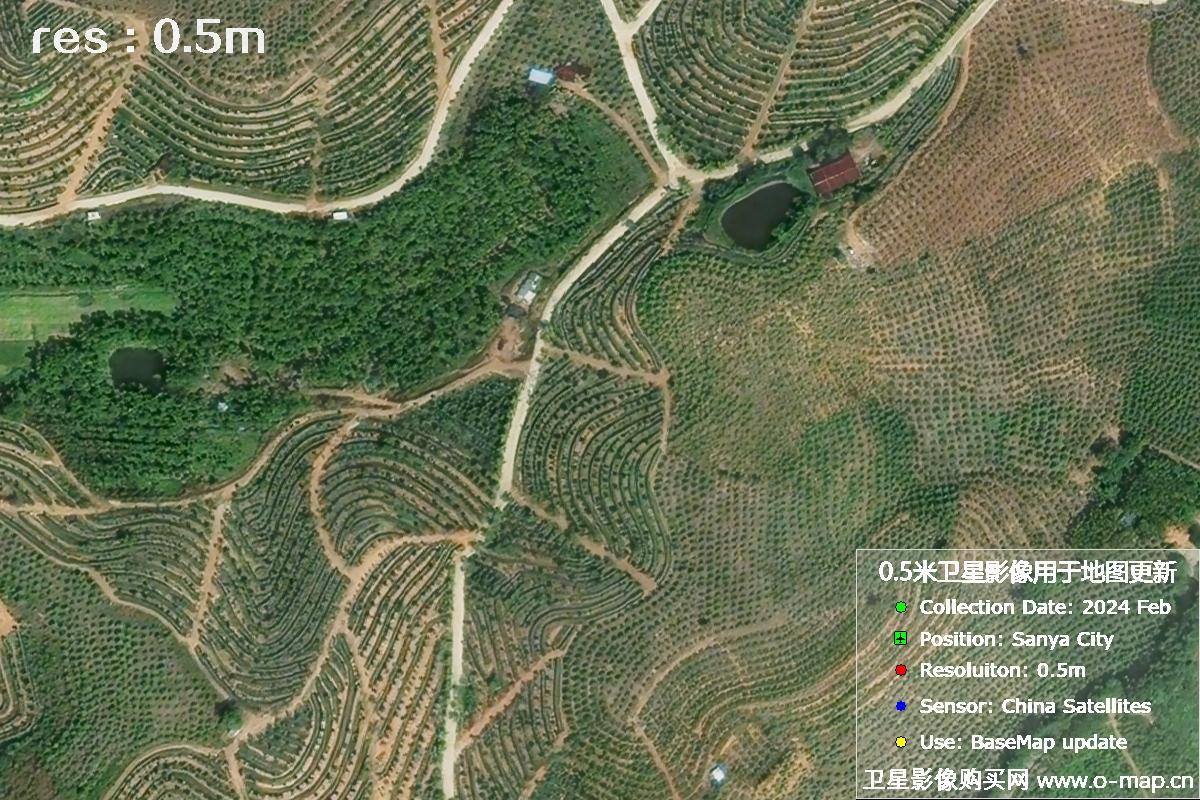 2024年海南省三亚市育才地区油茶植株高清卫星图像