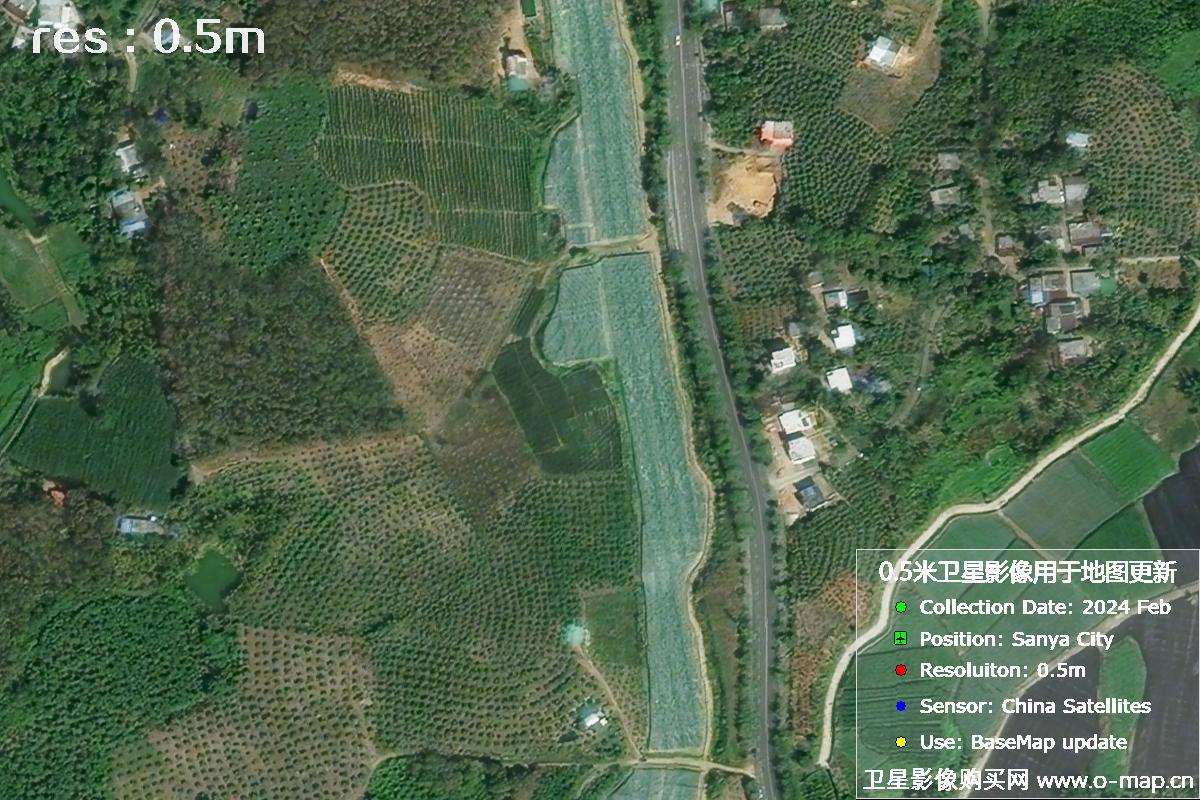 2024年海南省三亚市育才地区油茶植株高清卫星图像