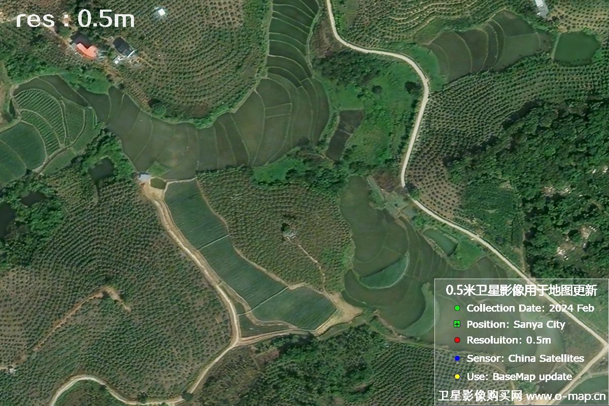 2024年海南省三亚市育才地区油茶植株高清卫星图像