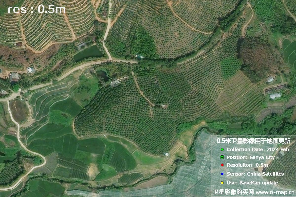 2024年海南省三亚市育才地区油茶植株高清卫星图像
