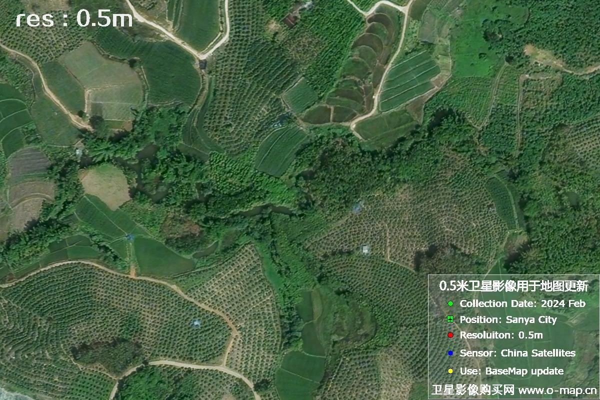 2024年海南省三亚市育才地区油茶植株高清卫星图像
