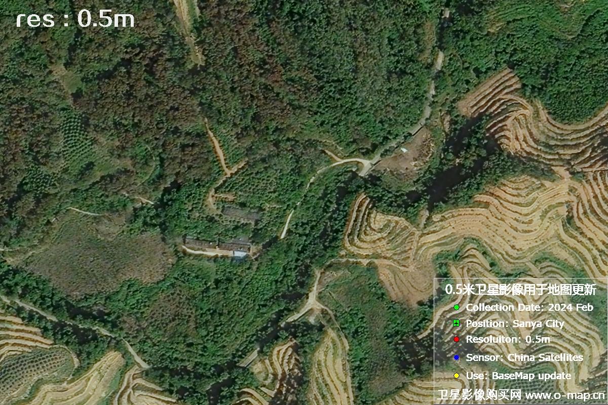 2024年海南省三亚市育才地区油茶植株高清卫星图像