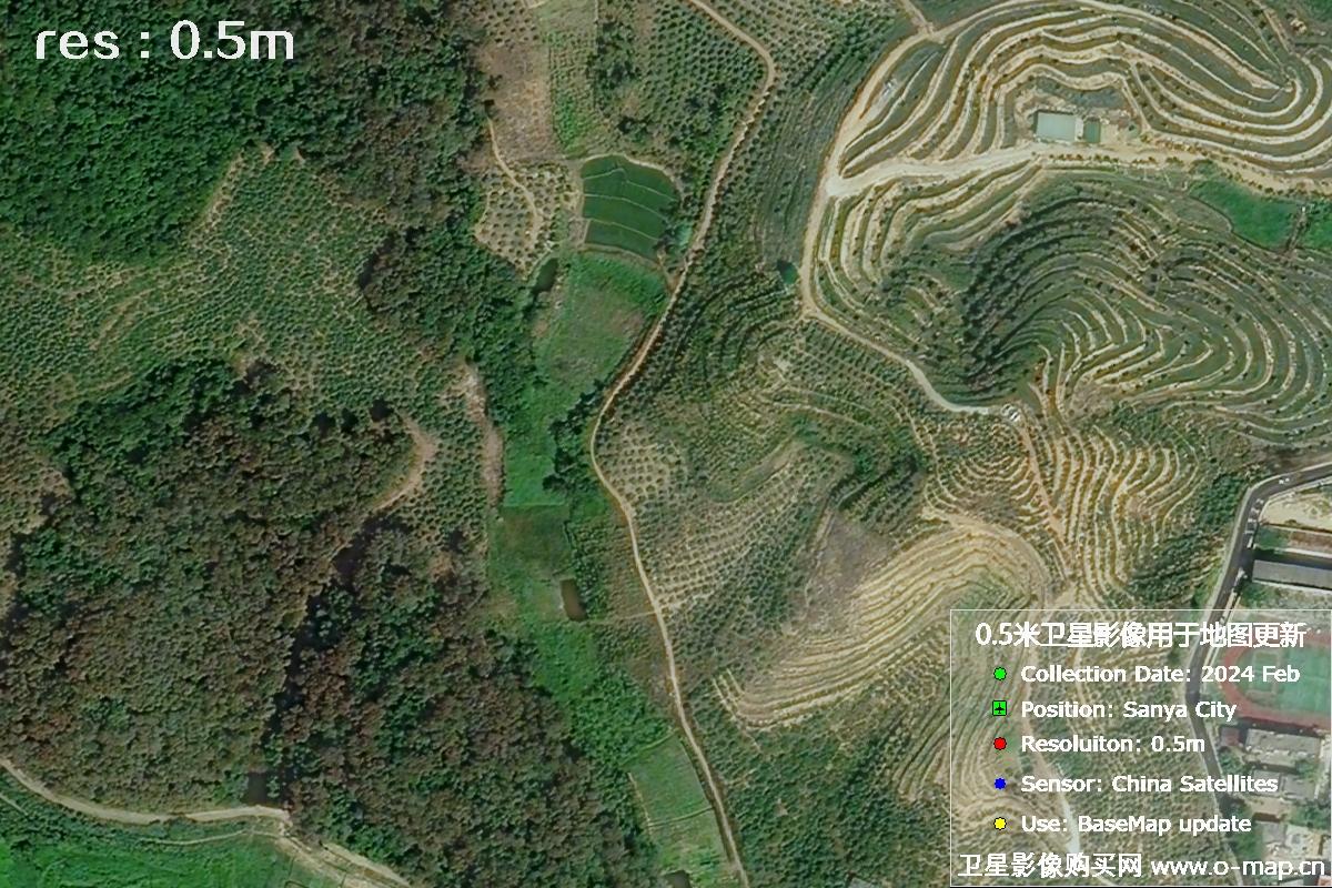 2024年海南省三亚市育才地区油茶植株高清卫星图像