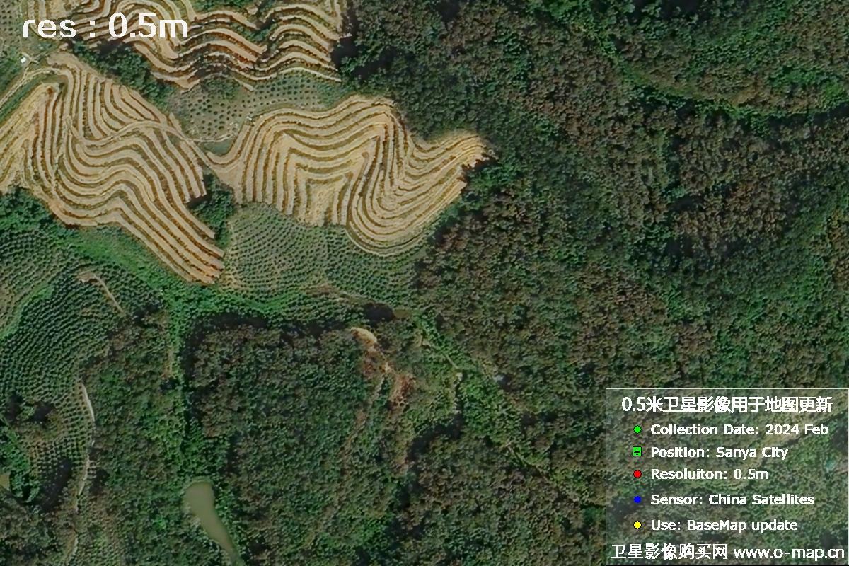 2024年海南省三亚市育才地区油茶植株高清卫星图像