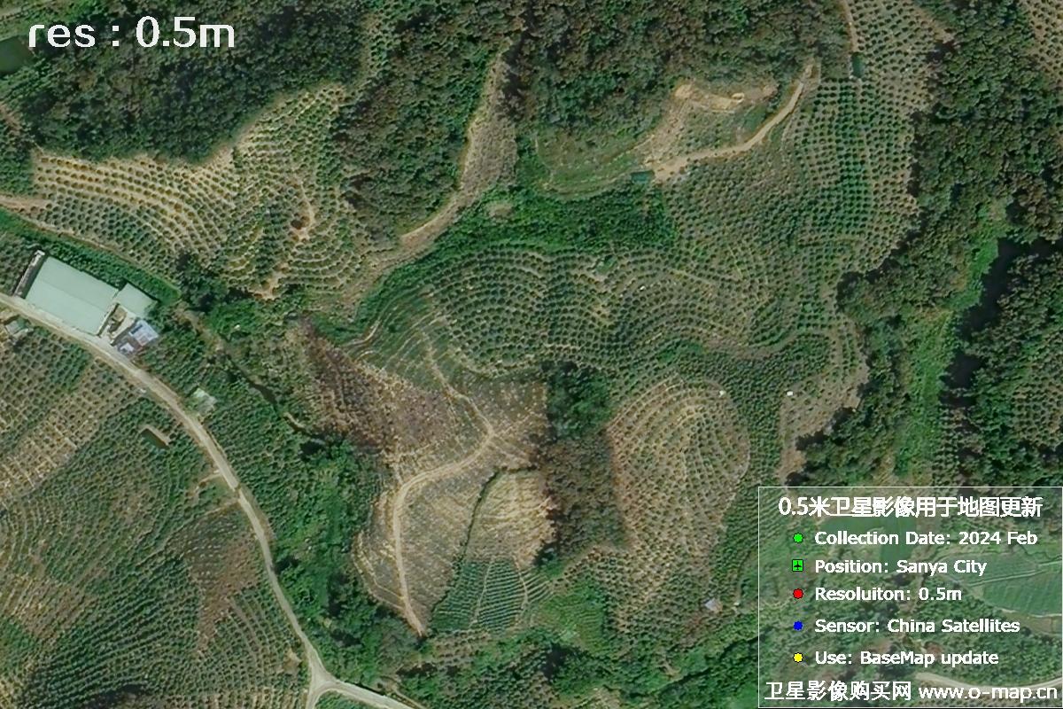 2024年海南省三亚市育才地区油茶植株高清卫星图像