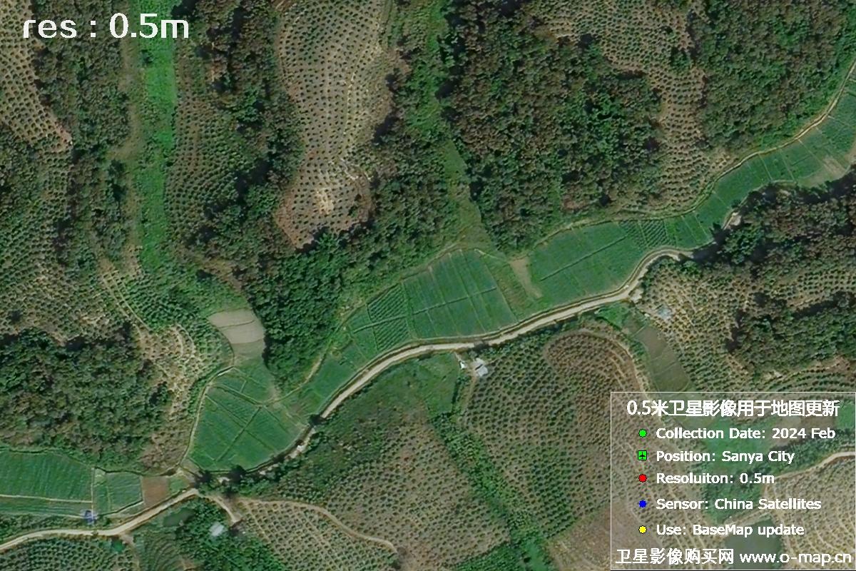 2024年海南省三亚市育才地区油茶植株高清卫星图像
