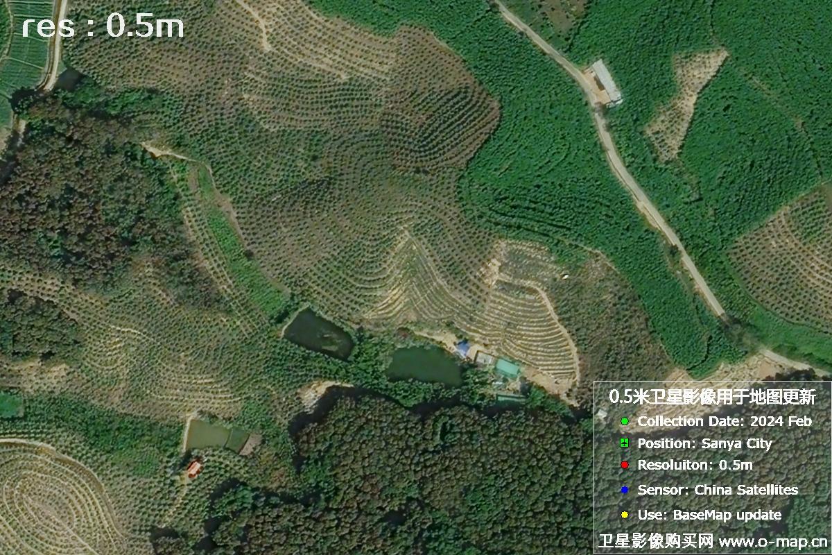 2024年海南省三亚市育才地区油茶植株高清卫星图像