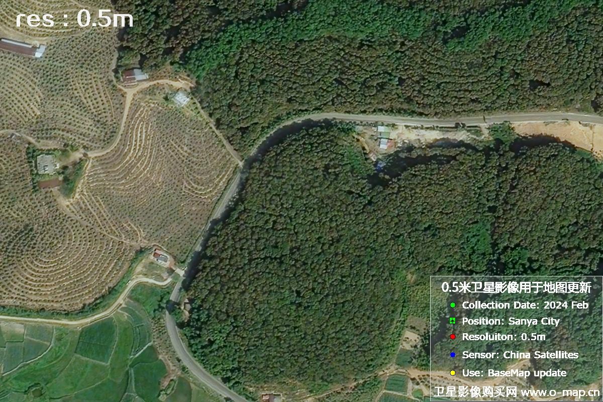 2024年海南省三亚市育才地区油茶植株高清卫星图像