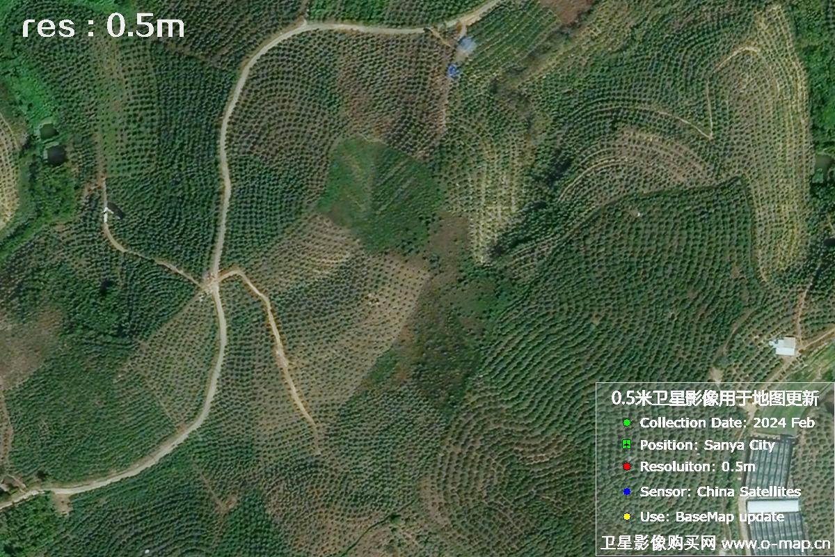 2024年海南省三亚市育才地区油茶植株高清卫星图像