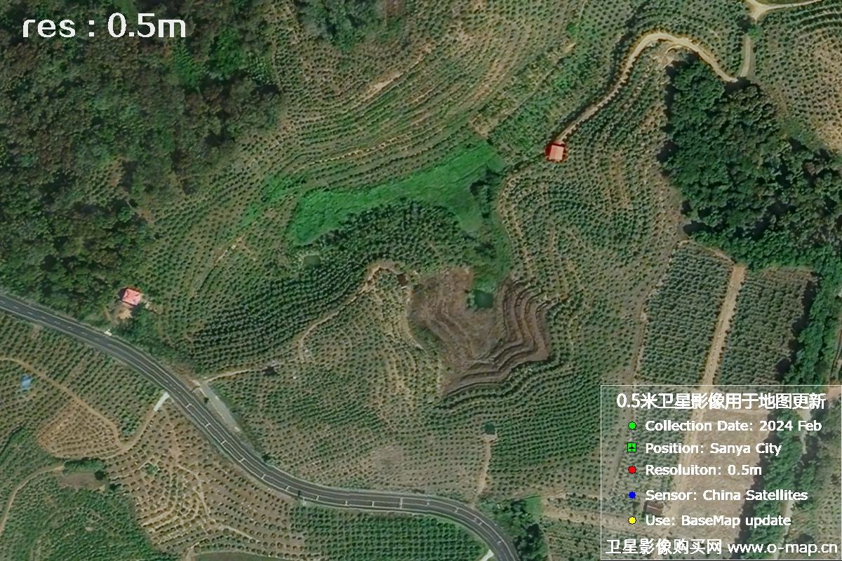 2024年海南省三亚市育才地区油茶植株高清卫星图像