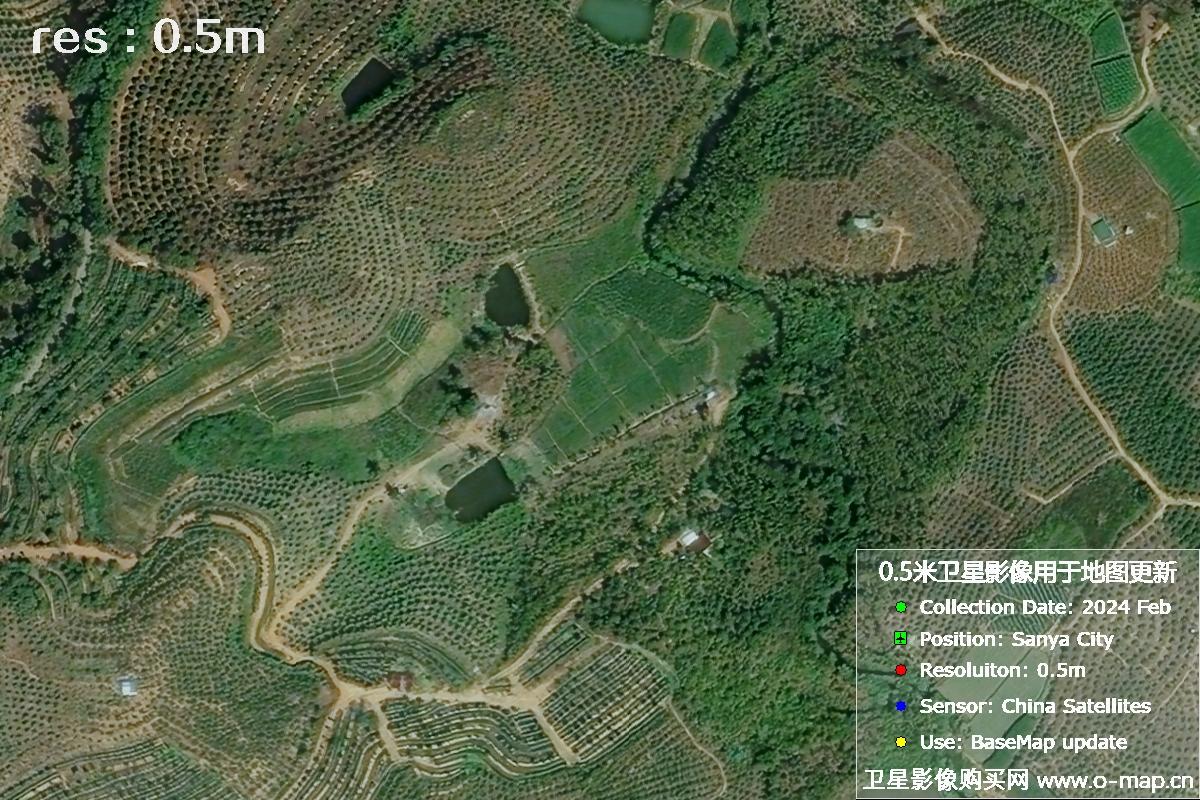 2024年海南省三亚市育才地区油茶植株高清卫星图像