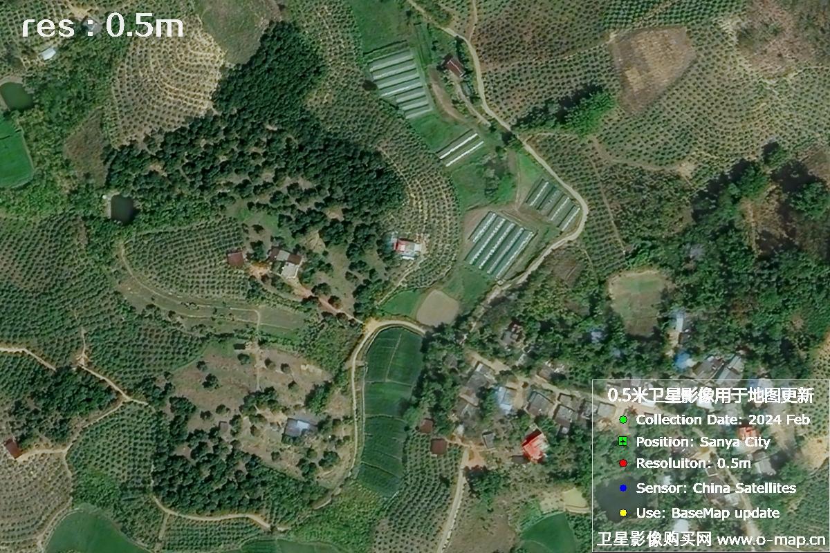 2024年海南省三亚市育才地区油茶植株高清卫星图像