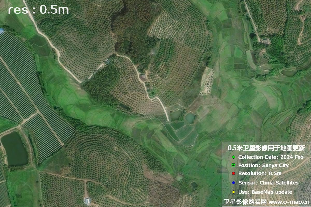 2024年海南省三亚市育才地区油茶植株高清卫星图像