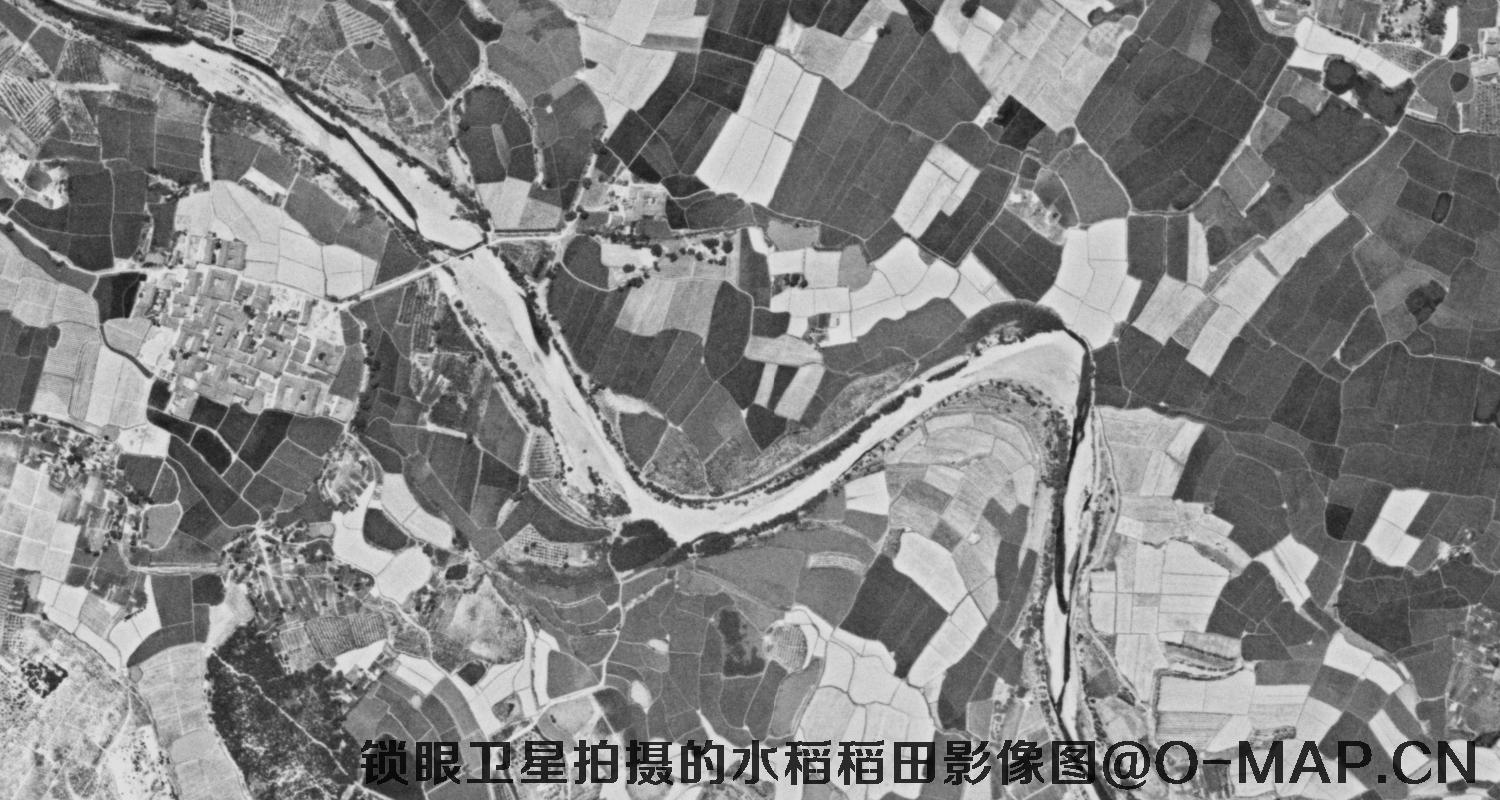 KeyHole锁眼卫星在广东地区拍摄的水稻稻田影像图