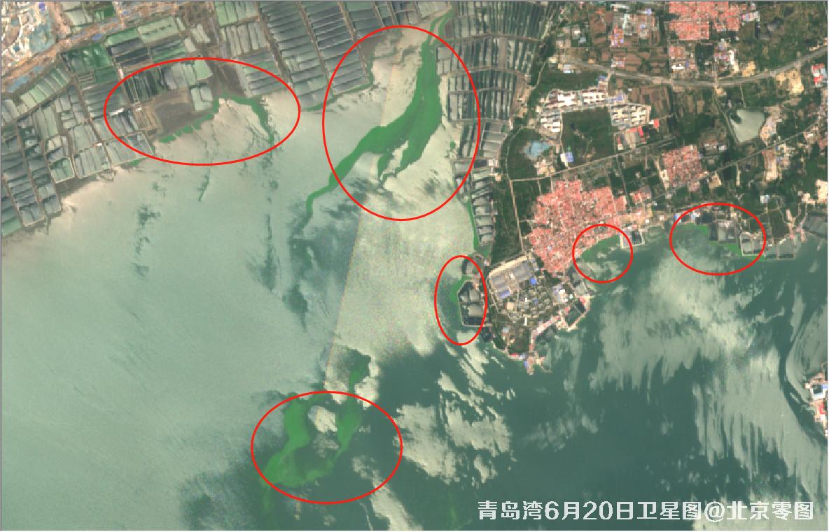 青岛湾6月份水质卫星图