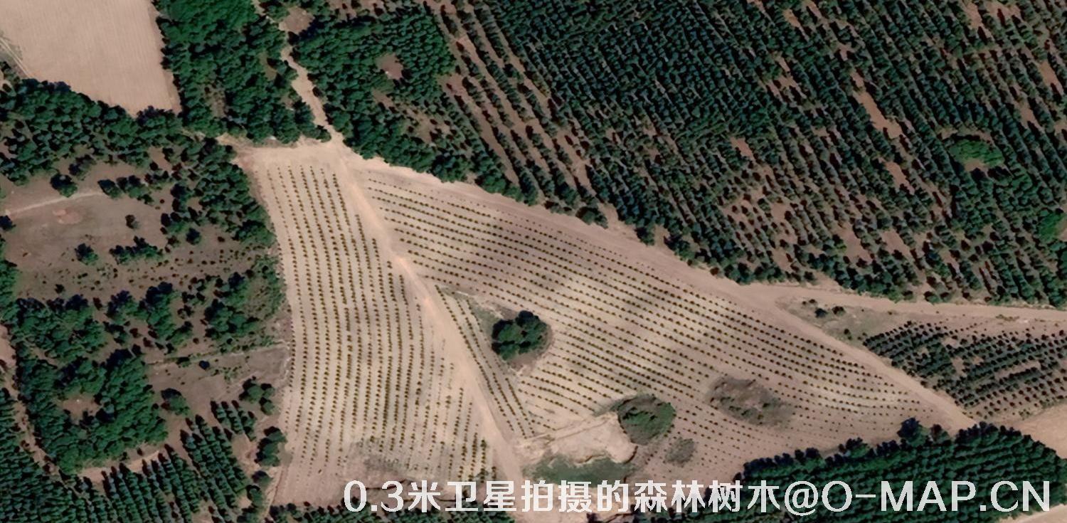 0.3米卫星拍摄的森林树木卫星图片