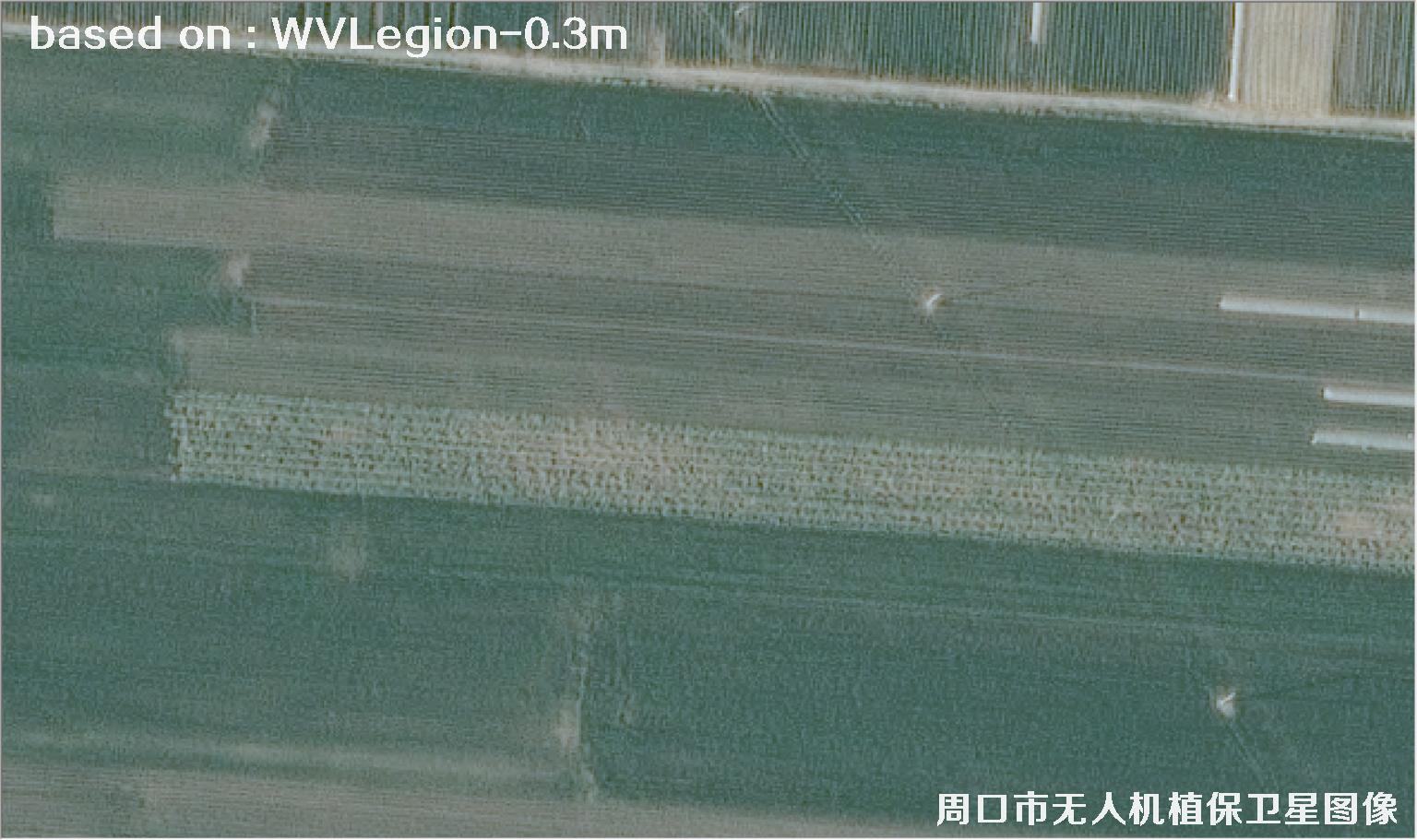 WorldViewLegion卫星2026年3月份拍摄的河南周口耕地0.3米卫星图像